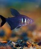 Cá hắc kỳ - Black phantom tetra