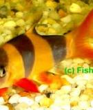 Cá heo hề - Clown loach