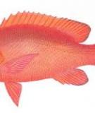 Cá hồng đỏ - Crimson snapper