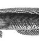 Cá lóc đen - Snakehead murrel