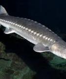 Cá tầm - Sturgeon