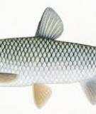 Cá trắm cỏ - Grass carp