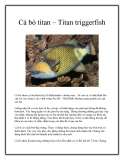 Cá bò titan – Titan triggerfish