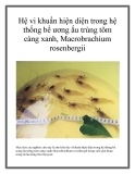 Hệ vi khuẩn hiện diện trong hệ thống bể ương ấu trùng tôm càng xanh, Macrobrachium rosenbergii