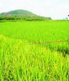 Đồ án tốt nghiệp “Nghiên cứu và đánh giá khả năng xử lý nước thải sinh hoạt bằng chế phẩm sinh học”