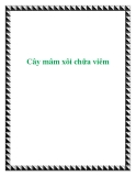 Cây mâm xôi chữa viêm