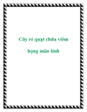 Cây rẻ quạt chữa viêm họng mãn tính