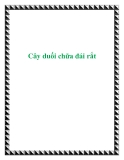 Cây duối chữa đái rắt