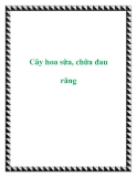 Cây hoa sữa, chữa đau răng