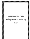 Nuôi Tôm Thẻ Chân Trắng Trên Cát Nhiều Hệ Lụy