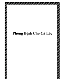 Phòng Bệnh Cho Cá Lóc