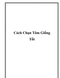 Cách Chọn Tôm Giống Tốt