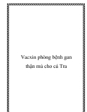 Vacxin phòng bệnh gan thận mủ cho cá Tra