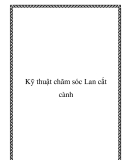 Kỹ thuật chăm sóc Lan cắt cành