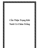 Cần Thận Trọng Khi Nuôi Cá Chim Trắng