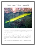 Cá kèn vàng - Yellow trumpetfish