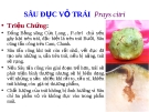 SÂU ĐỤC VỎ TRÁI  Prays citri