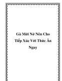 Gà Mới Nở Nên Cho Tiếp Xúc Với Thức Ăn Ngay