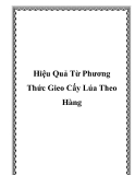 Hiệu Quả Từ Phương Thức Gieo Cấy Lúa Theo Hàng