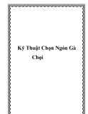 Kỹ Thuật Chọn Ngón Gà Chọi