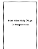 Bệnh Viêm Khớp Ở Lợn Do Streptococcus