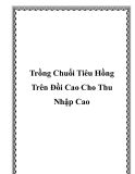 Trồng Chuối Tiêu Hồng Trên Đồi Cao Cho Thu Nhập Cao