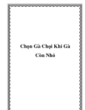 Chọn Gà Chọi Khi Gà Còn Nhỏ