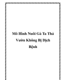 Mô Hình Nuôi Gà Ta Thả Vườn Không Bị Dịch Bệnh