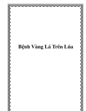 Bệnh Vàng Lá Trên Lúa