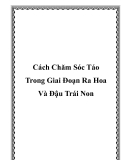 Cách Chăm Sóc Táo Trong Giai Đoạn Ra Hoa Và Đậu Trái Non