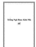 Trồng Ngô Rau: Khó Mà Dễ