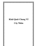 Khái Quát Chung Về Cây Nhãn