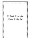 Kỹ Thuật Trồng Lúa Phòng Trừ Cỏ Dại