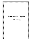 Cách Chọn Gà Chọi Để Làm Giống