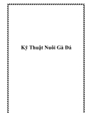 Kỹ Thuật Nuôi Gà Đá