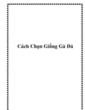 Cách Chọn Giống Gà Đá