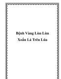 Bệnh Vàng Lùn Lùn Xoắn Lá Trên Lúa