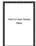 Nuôi Cá Chẻm Thương Phẩm