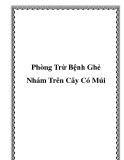 Phòng Trừ Bệnh Ghẻ Nhám Trên Cây Có Múi