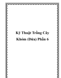 Kỹ Thuật Trồng Cây Khóm (Dứa) Phần 6