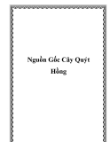 Nguồn Gốc Cây Quýt Hồng