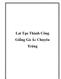 Lai Tạo Thành Công Giống Gà Ác Chuyên Trứng