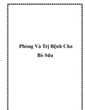 Phòng Và Trị Bệnh Cho Bò Sữa