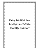 Phòng Trừ Bệnh Lem Lép Hạt Lúa Thế Nào Cho Hiệu Quả Cao?