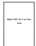 Bệnh Chết Cây Con Trên Xoài