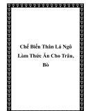 Chế Biến Thân Lá Ngô Làm Thức Ăn Cho Trâu, Bò