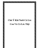 Chú Ý Khi Nuôi Cá Lóc Con Và Cá Lóc Thịt