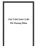 Chú Ý Khi Nuôi Cá Rô Phi Thương Phẩm