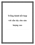 Trồng hành kết hợp với cần tây cho sản lượng cao