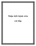 Nhận biết bệnh trên cải bắp